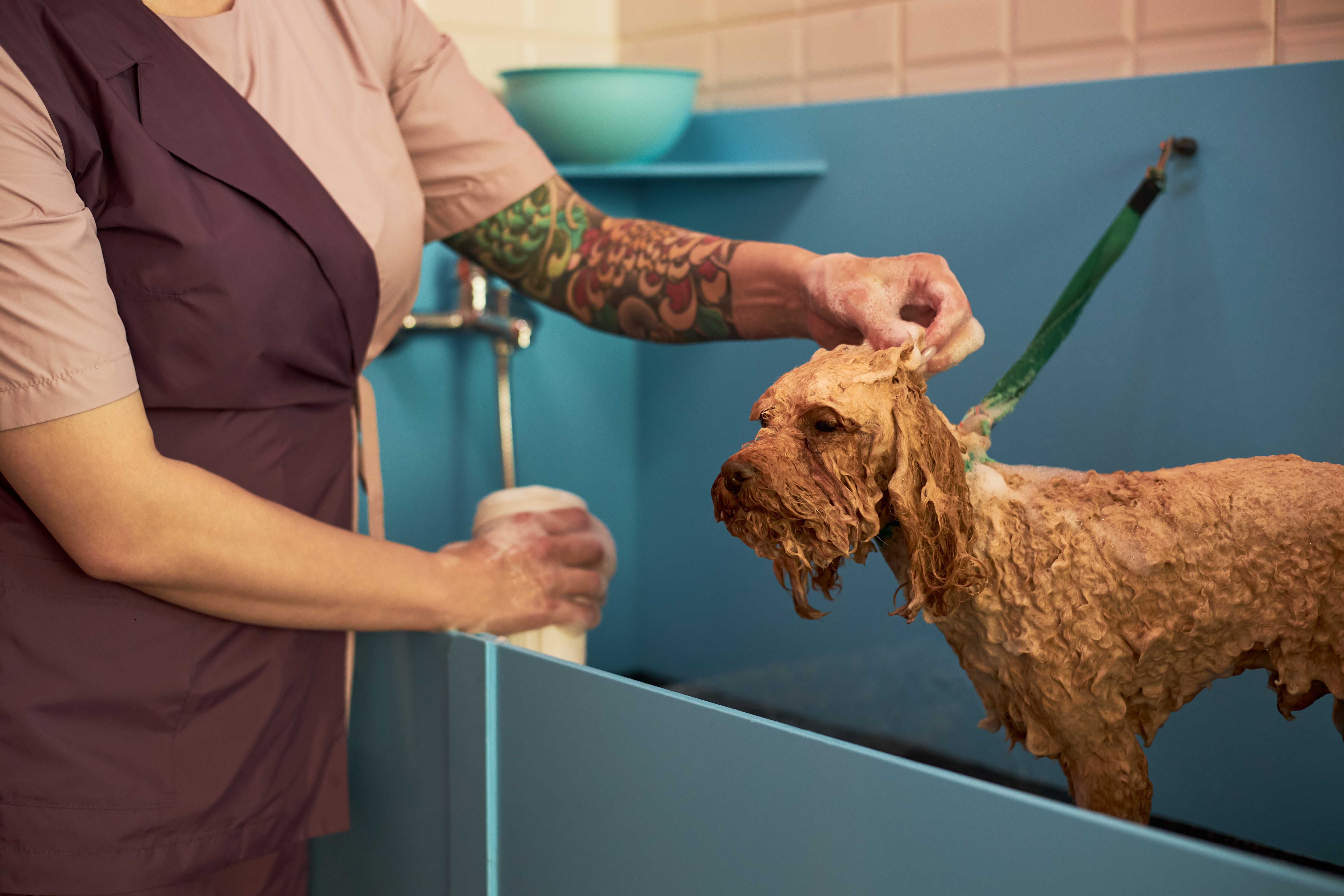 Pet Services